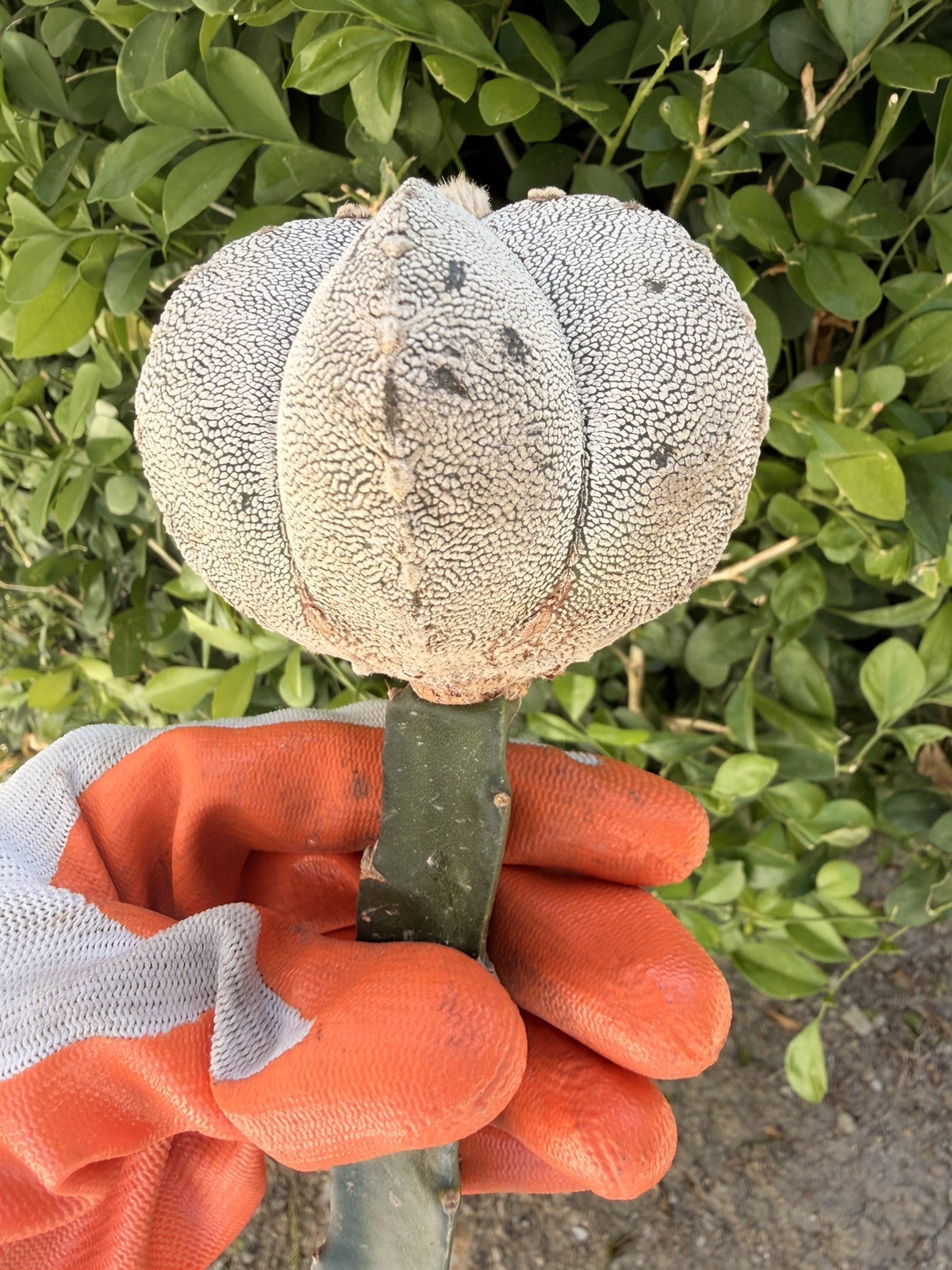 Rare Cactus Grafted