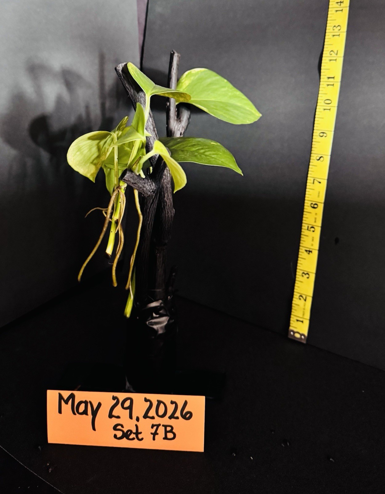 Golden Pothos Live Plant