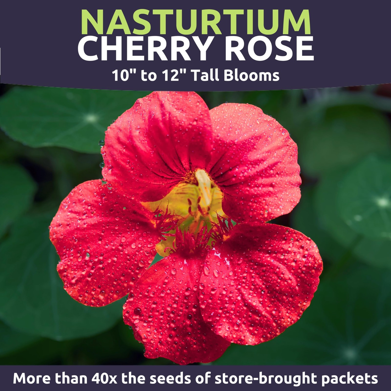 Nasturtium Flower Seeds 800 Count Cherry Rose for Planting, 4 Ounce Packet