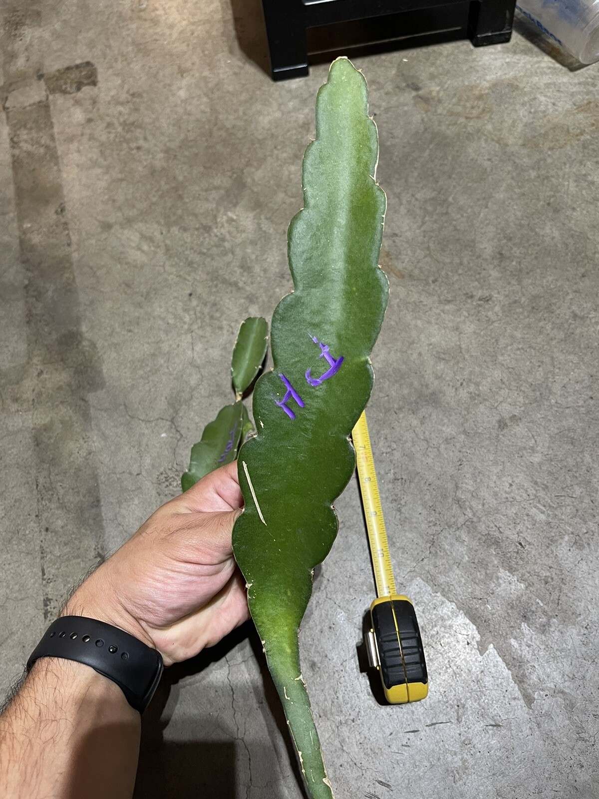 Purple Haze Dragon Fruit Cutting (8-12 Inches Long)