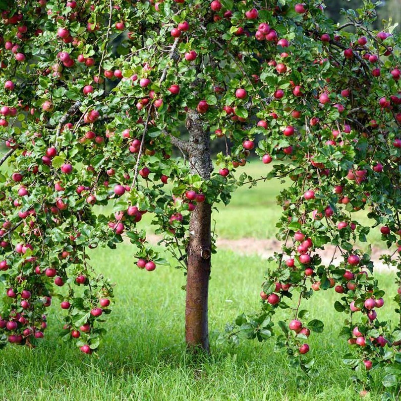 Pink Lady Apple Tree – 24-30″ Tall – Live Plant – Malus domestica ‘Cripps Pink’