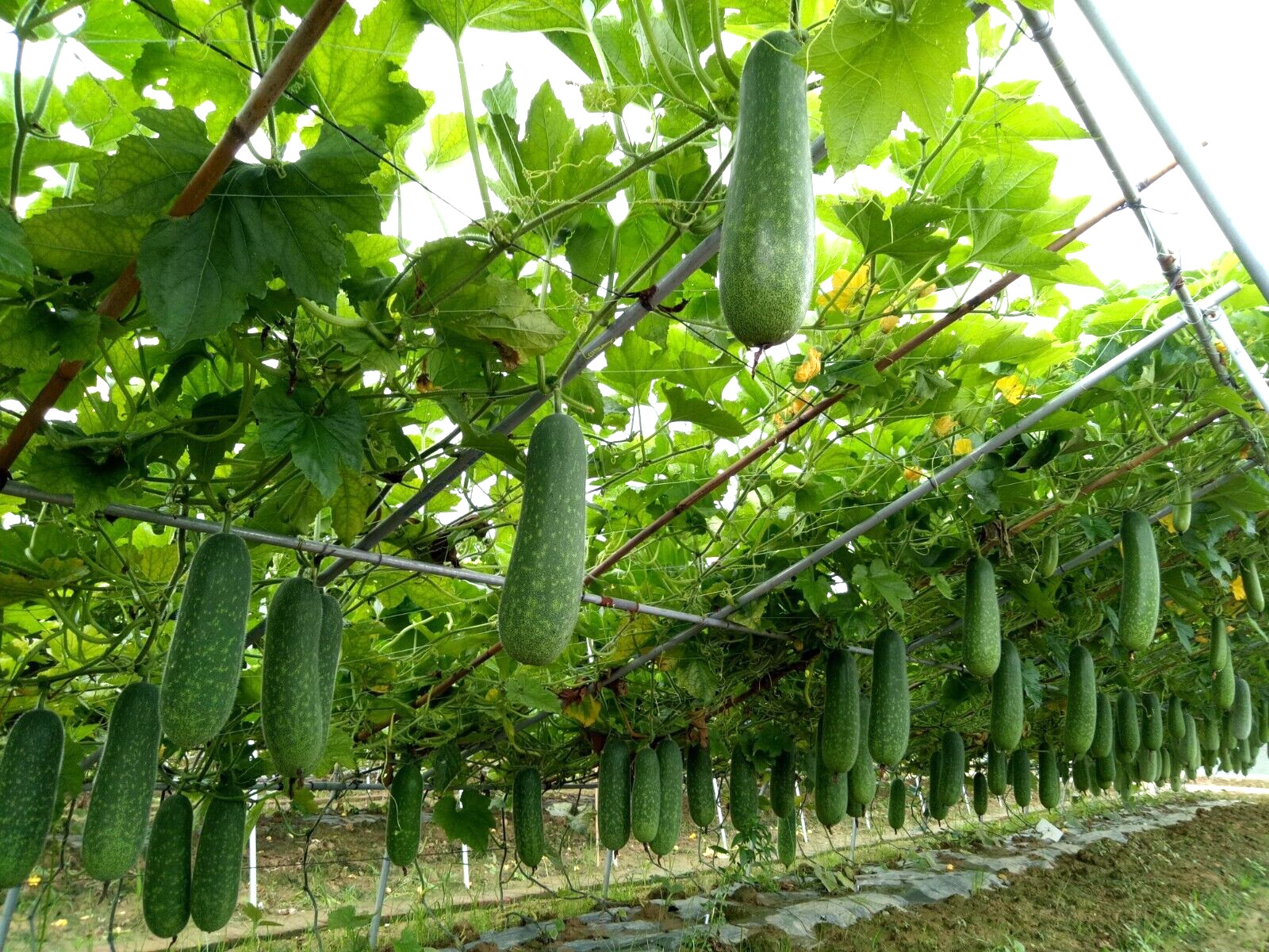 RARE✿ Heirloom Miniature Wax Melon/Mo Gwa/ Jie Gua 10 Seeds
