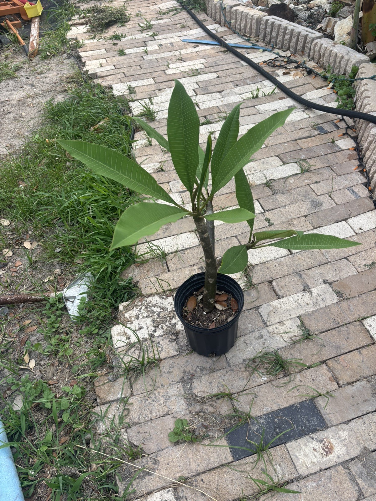 ROOTED PINK PLUMERIA PLANT (trio color) WITH MULTI TIP