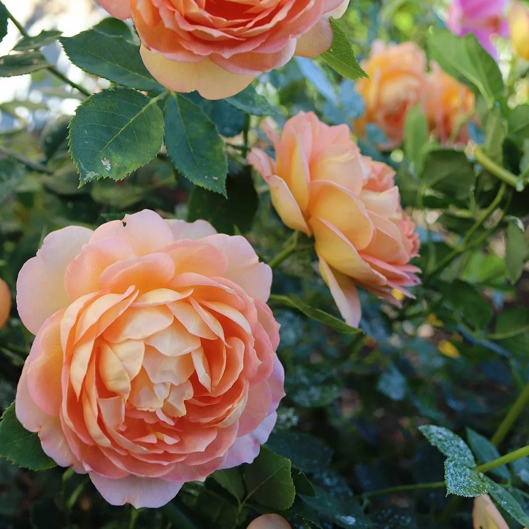 Lady Of Shalott Rose, Climbing Rose, Live Plant
