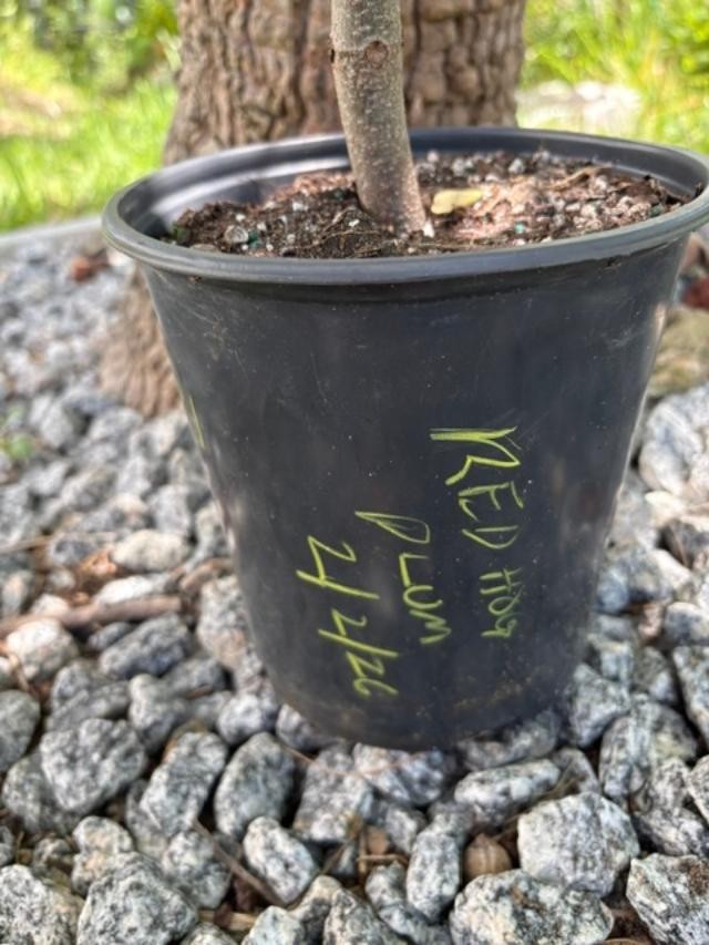 4 MO’s RED HOG PLUM LIVE CLONED ROOTED (SPONDIAS PURPUREA) RED MOMBIN/CIRUELA
