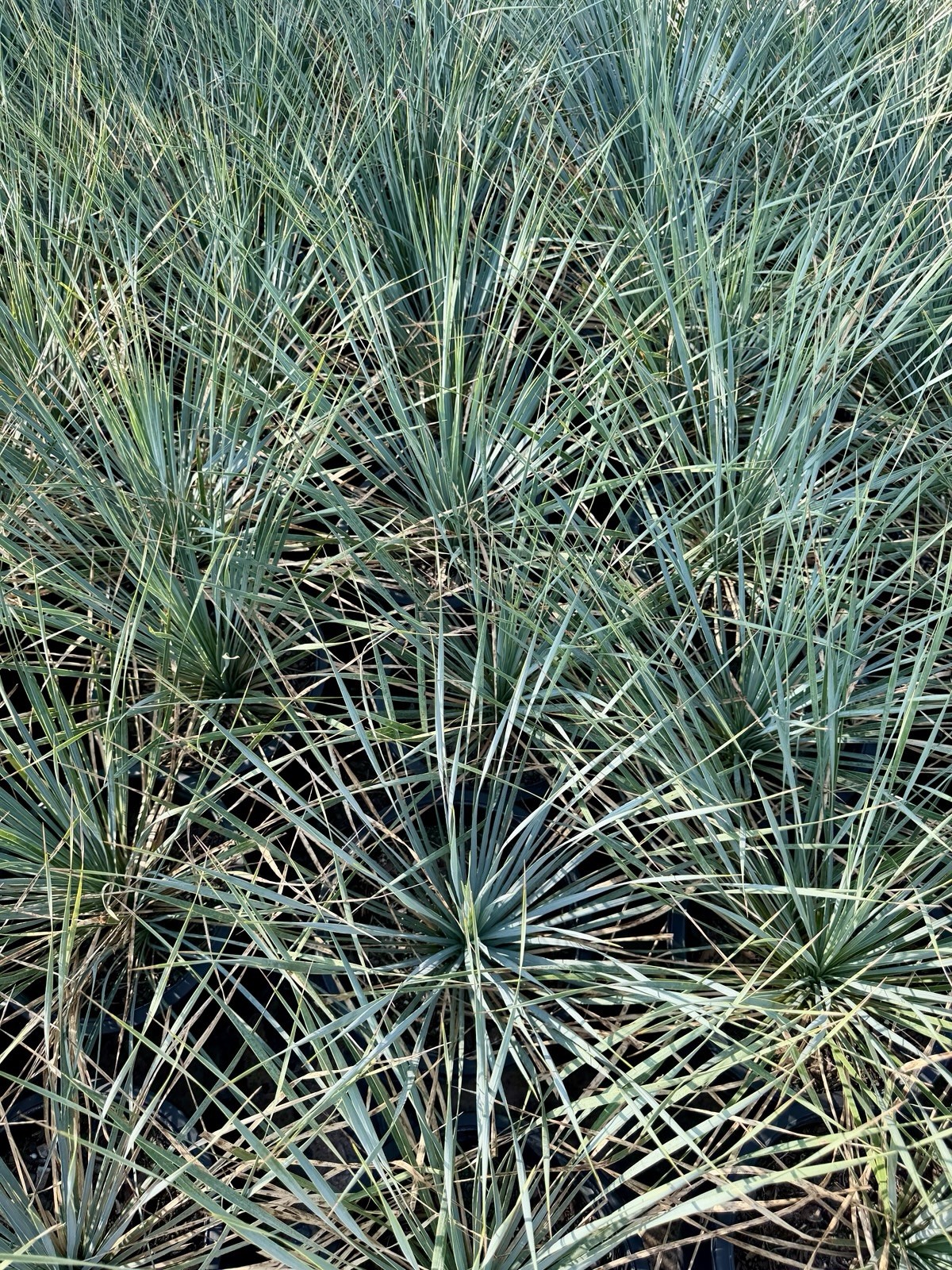 BLUE BIG BEND YUCCA ROSTRATA HARDY SUCCULENT LIVE PLANT BARE ROOT 18”-20” Tall