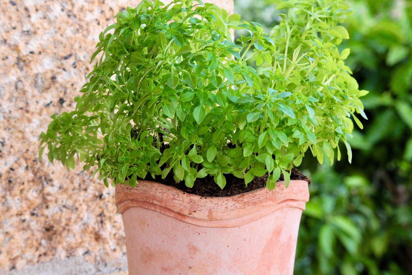 500 DWARF GREEK BASIL Ocimum Basilicum Fragrant Spicy Small Leaf Herb Seeds