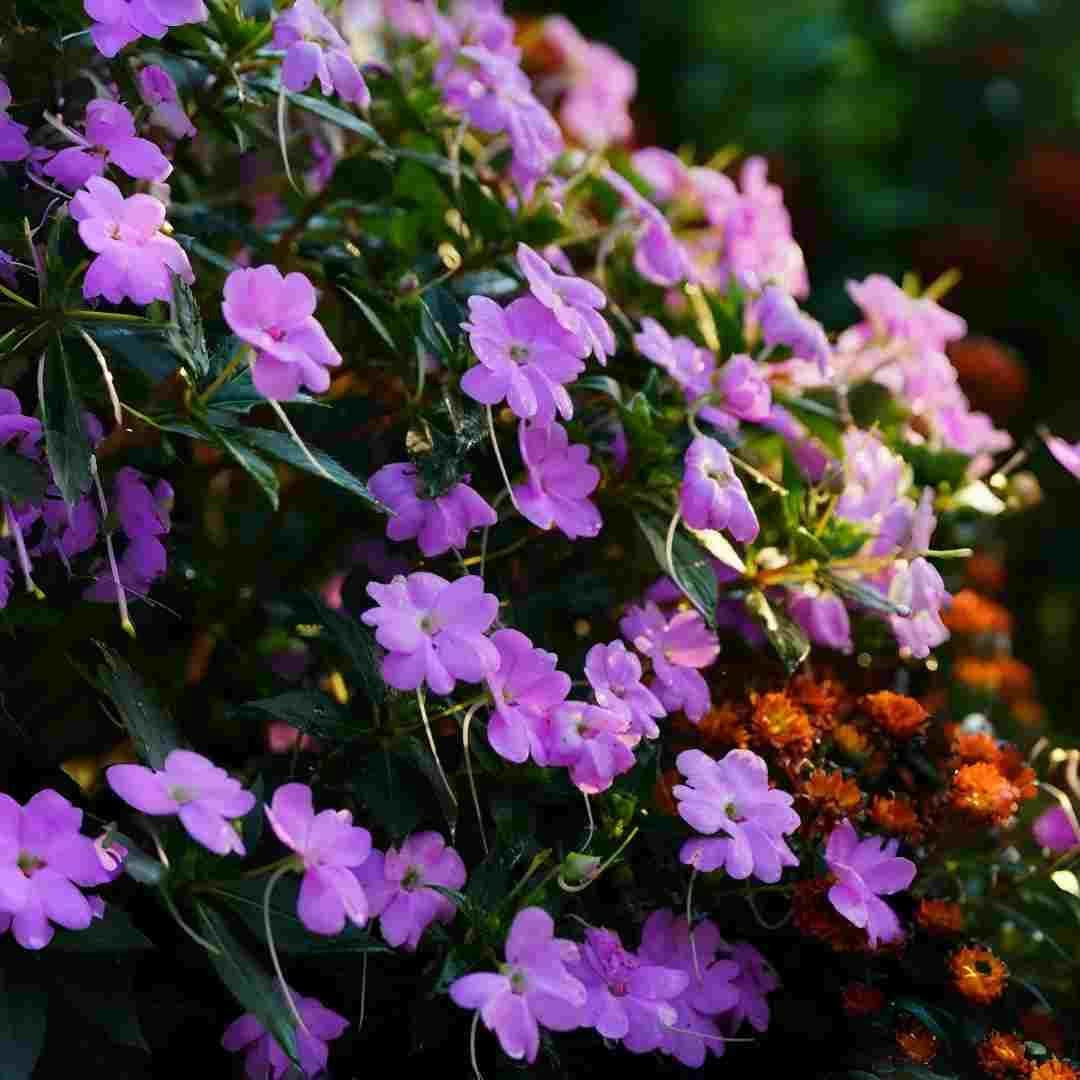400 Count Mixed Color Impatiens Balsam Flower Seeds – Bright Annual Flowers for