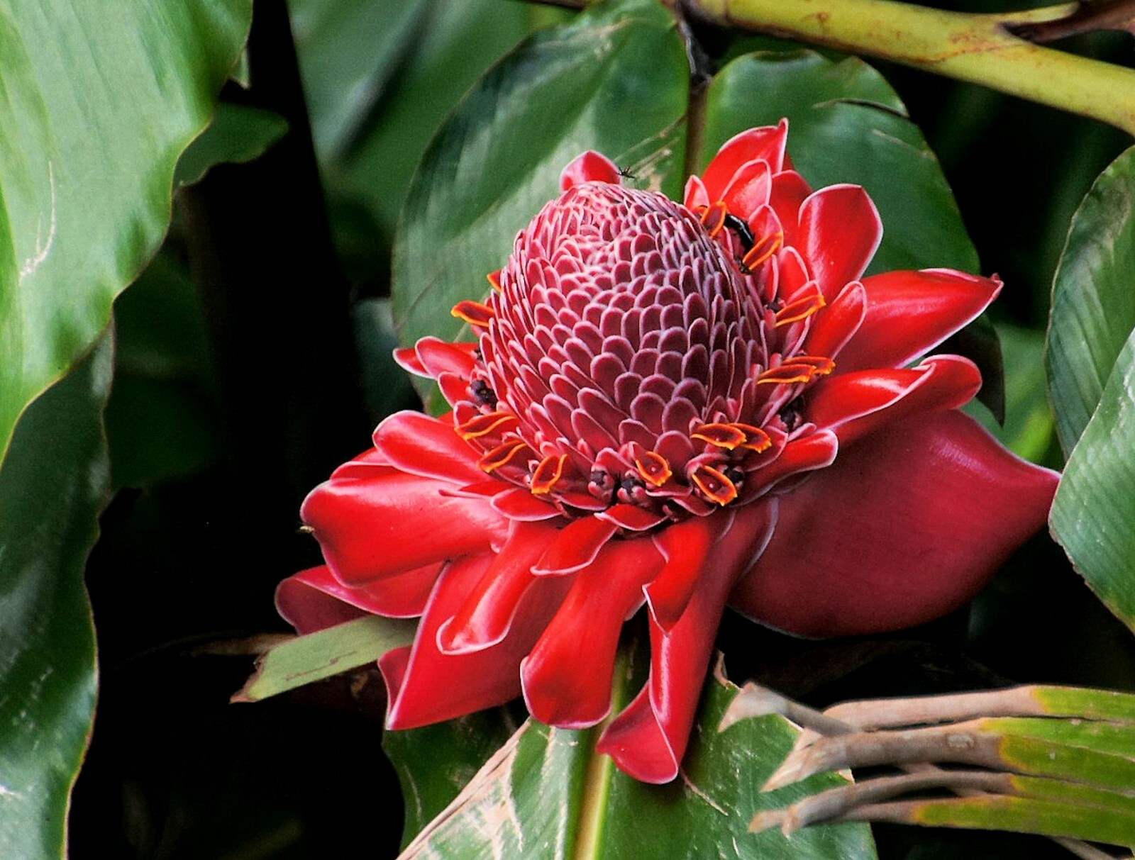 Tropical Seeds -20 Tropical Ginger Seeds- RED Etlingera elatior