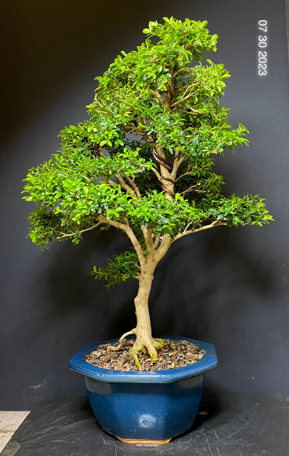 Bonsai Tree Kingsville Boxwood 25-27 Years 19” Tall, Japanese Blue Glazed Pot