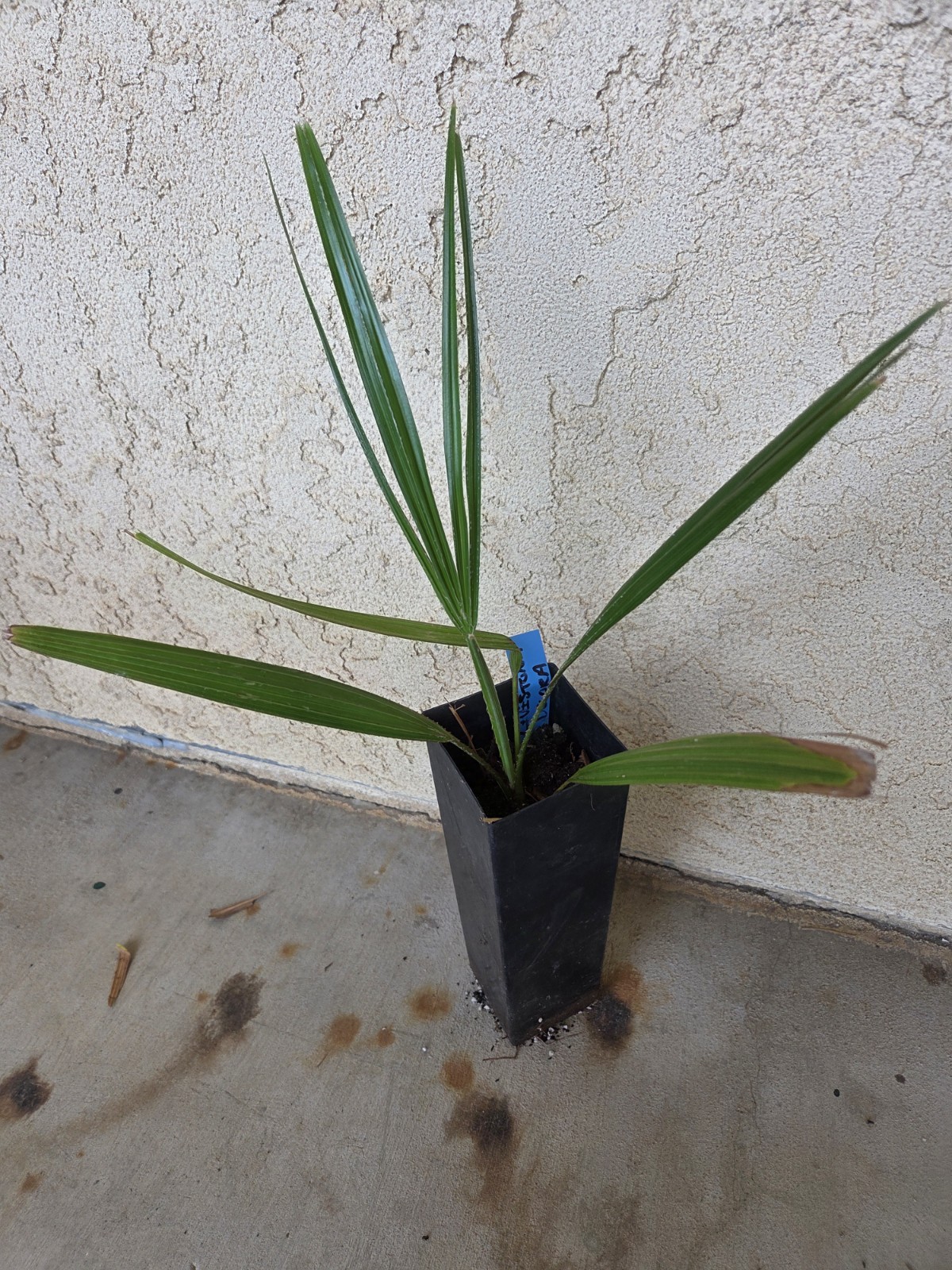 Livistona decora Palm Tree Ribbon fan palm seedlings (4-5 leaf) live plant