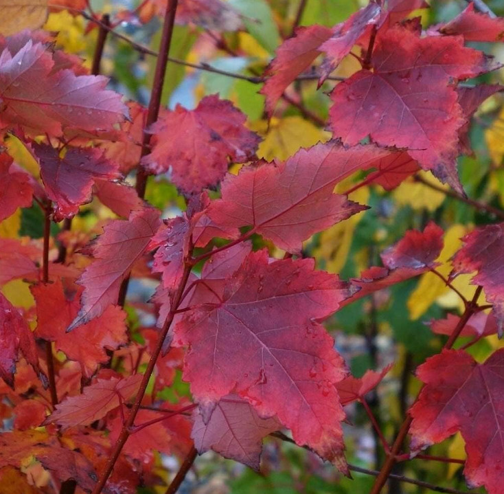 2 Live Brandywine Maple Plants – 4–6” Tall – 3” Pot – Landscape Tree