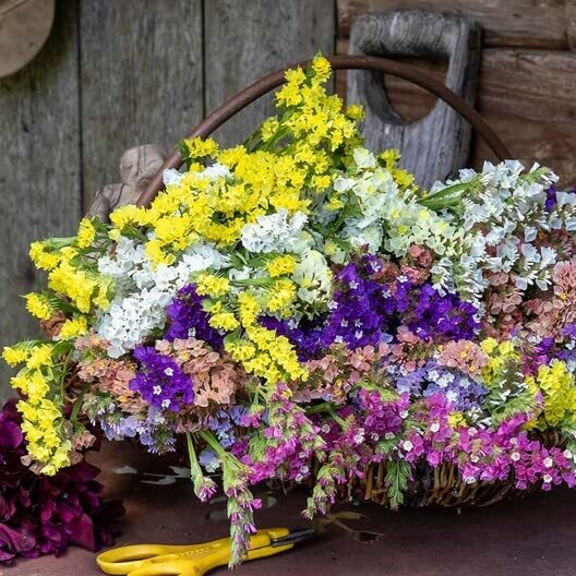 100 Statice Flower Seeds -Stunning Mixed Colors – Great for Cut Flowers
