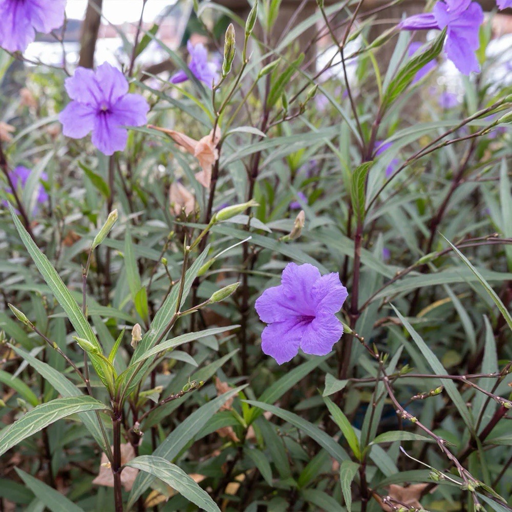 Mexican Petunia, 3 Bare Roots