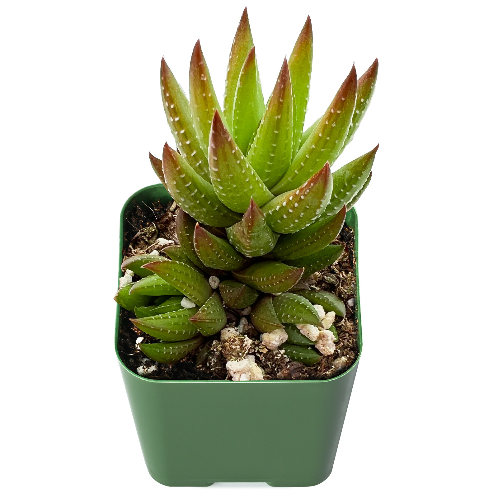 Live Haworthia Rubrobrunnea Succulent Rooted in 2” Planter for Gardening Gifts