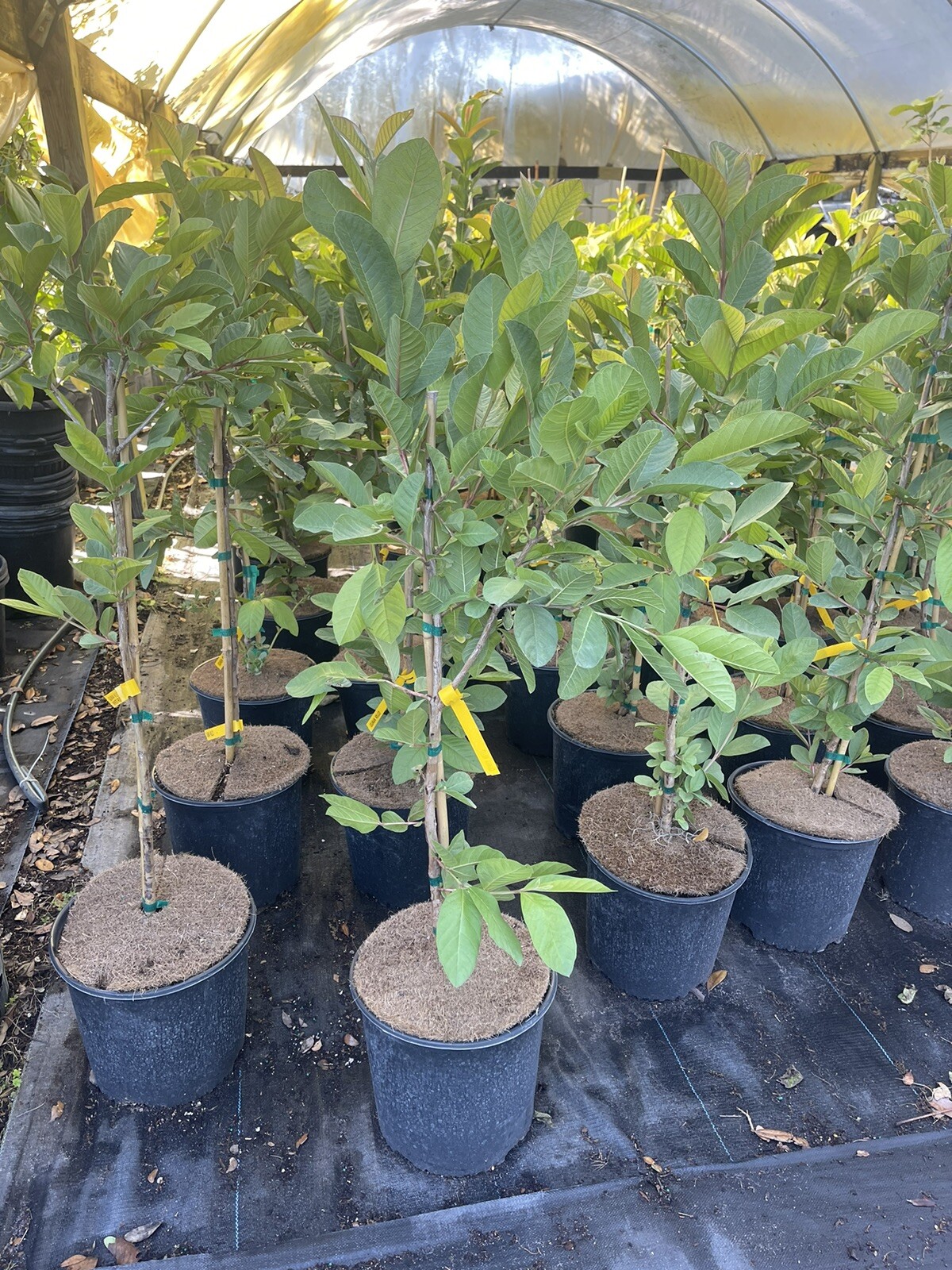 Kilo Thai Guava 3 gallon 3 feet tall.