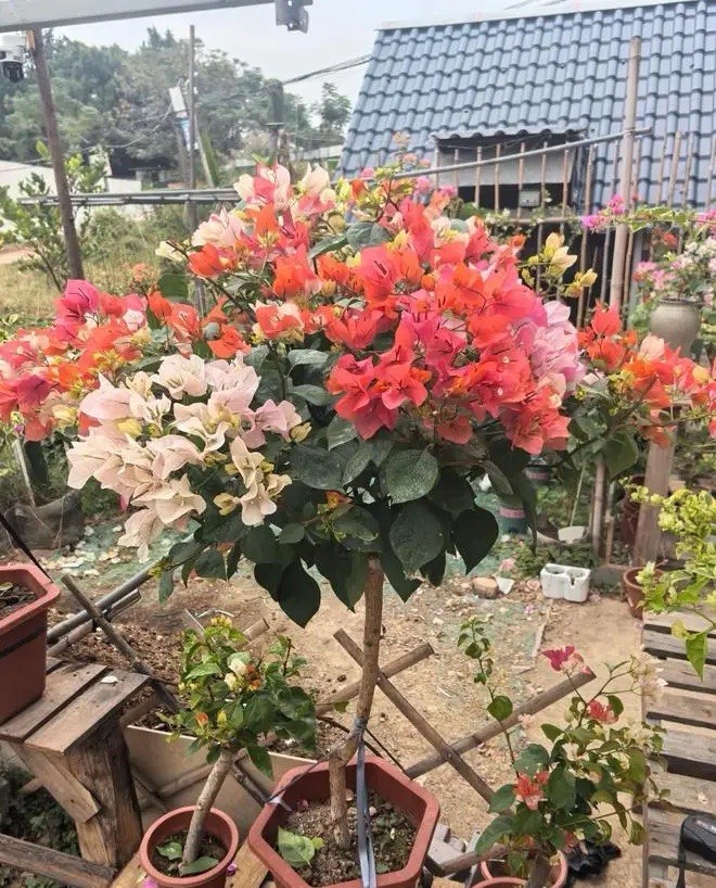 Multi Colors Orange Lipstick 橙口红三角梅Maharani Bougainvillea Bonsai Medium Size