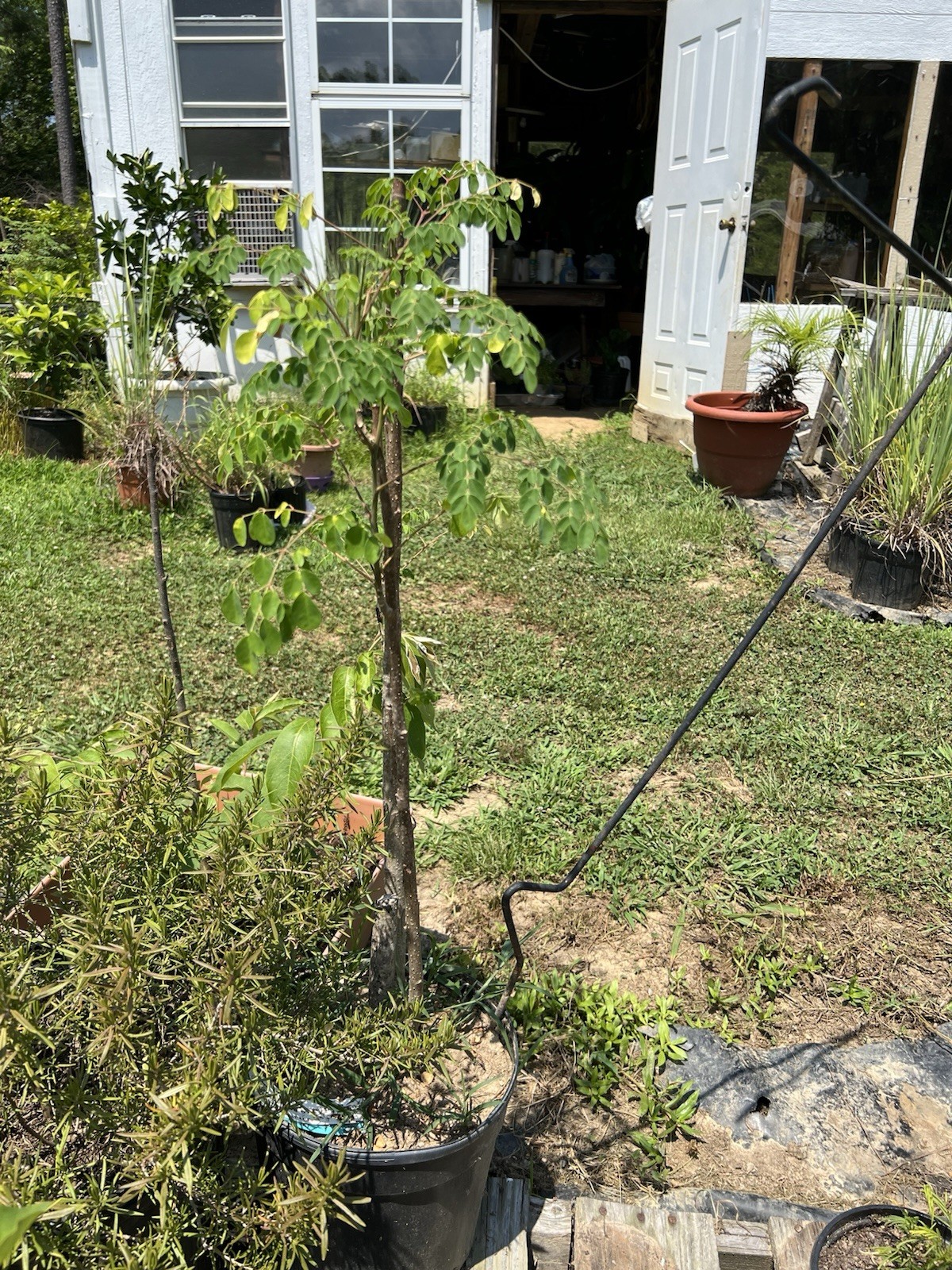 Moringa Oleifera Live Plants
