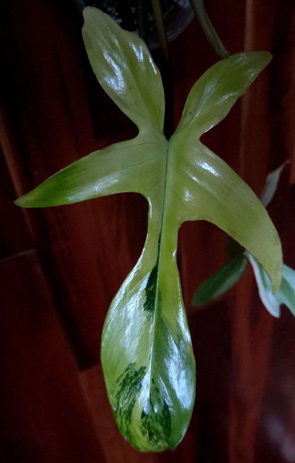 Rare NEW! Philodendron Florida Beauty X Joepii 19″ Tall Not Monstera Anthurium