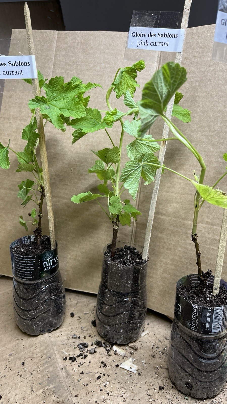12-18″ tall Gloire de Sablons Pink Currant Rooted Cutting dormant plant