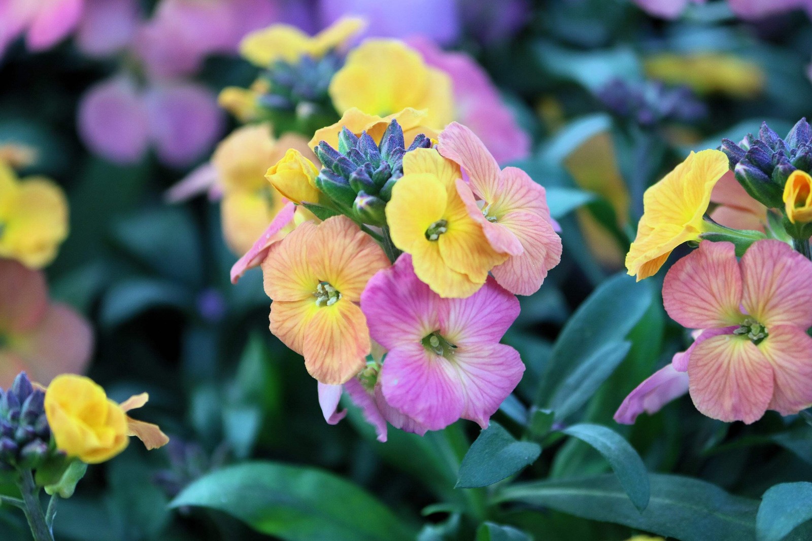 300 ENGLISH Aegean WALLFLOWER Cheiranthus Cheiri Seeds