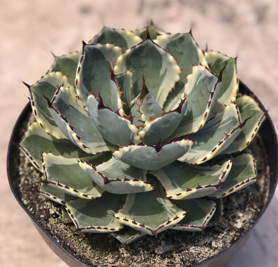 Agave Kissho Kan ‘Lucky Crown Century Plant’, Currently In 9” Container