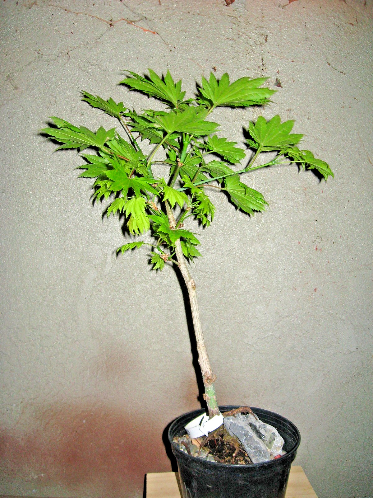 BONSAI GRAFTED JANANESE MAPLE GOLDEN FULLMOON