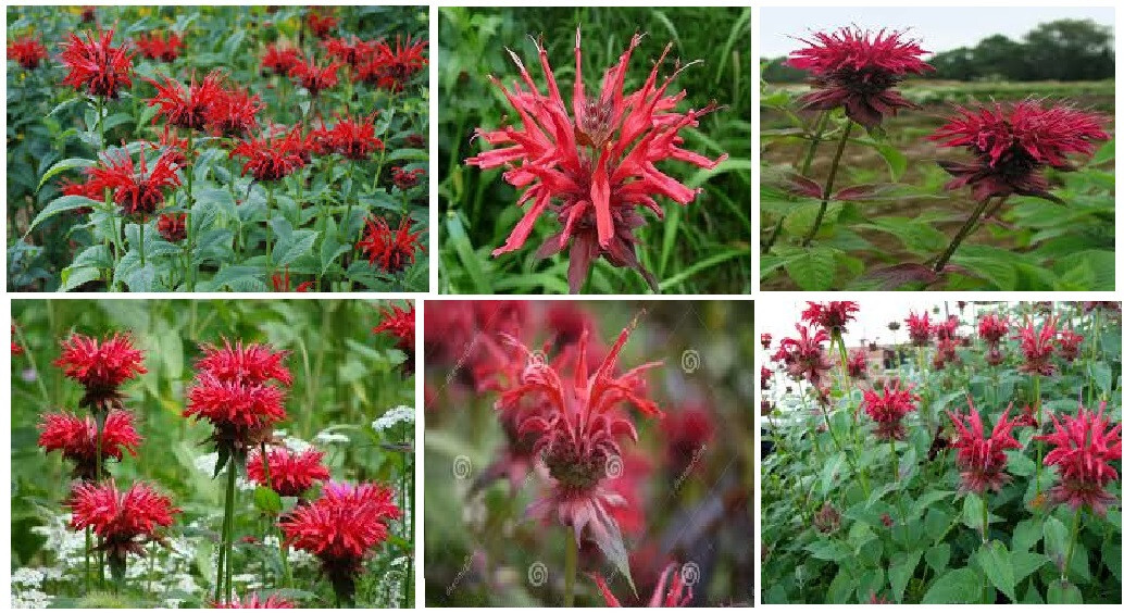 Red Monardo Bee Balm Flower 35 + Seeds USA Home Grown