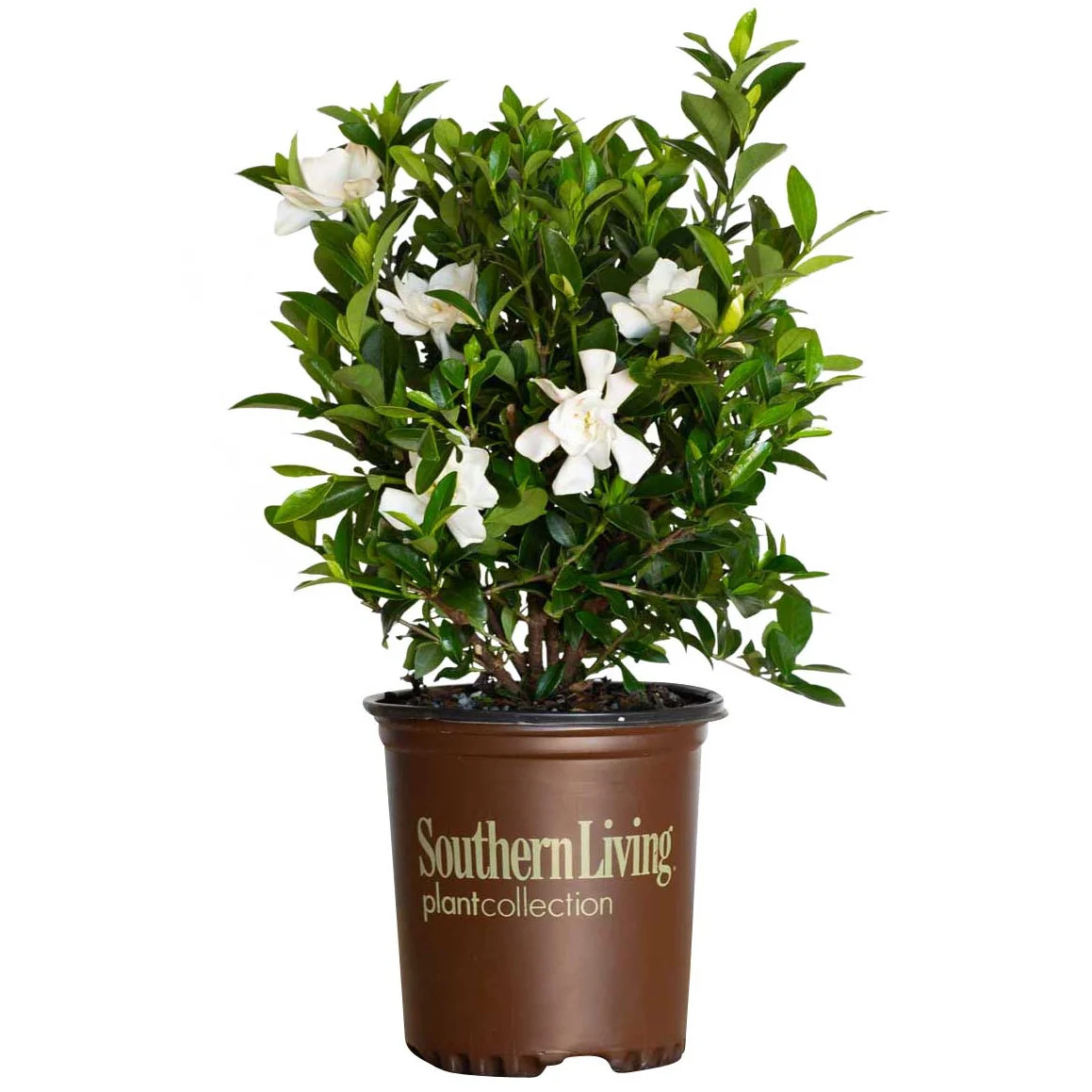 Jubilation Gardenia Live Shrub in 2.5-Quart Grower Pot