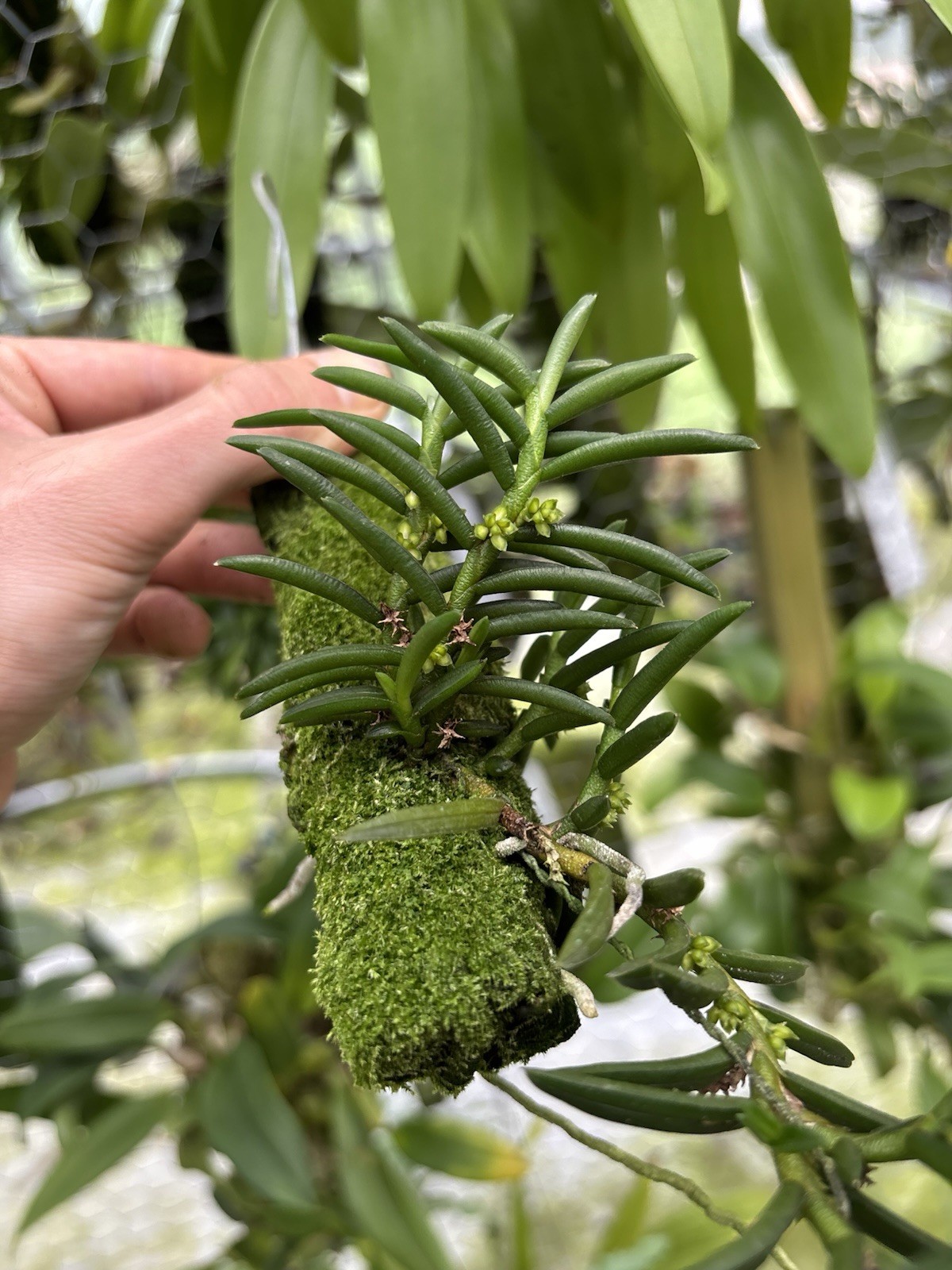 Omoea philippinensis SPECIMEN MANY SPIKES miniature Orchid Species