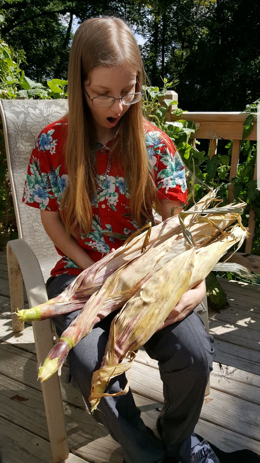 Rare Giant Indian Corn Seeds X50!Colorful Massive Ears,Ornamental!Easy To Grow!