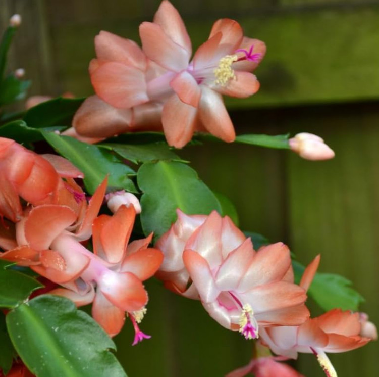 4 Mix Color Christmas Cactus Live Plant for Planting 4-6 Inch Tall in 3″ Pot