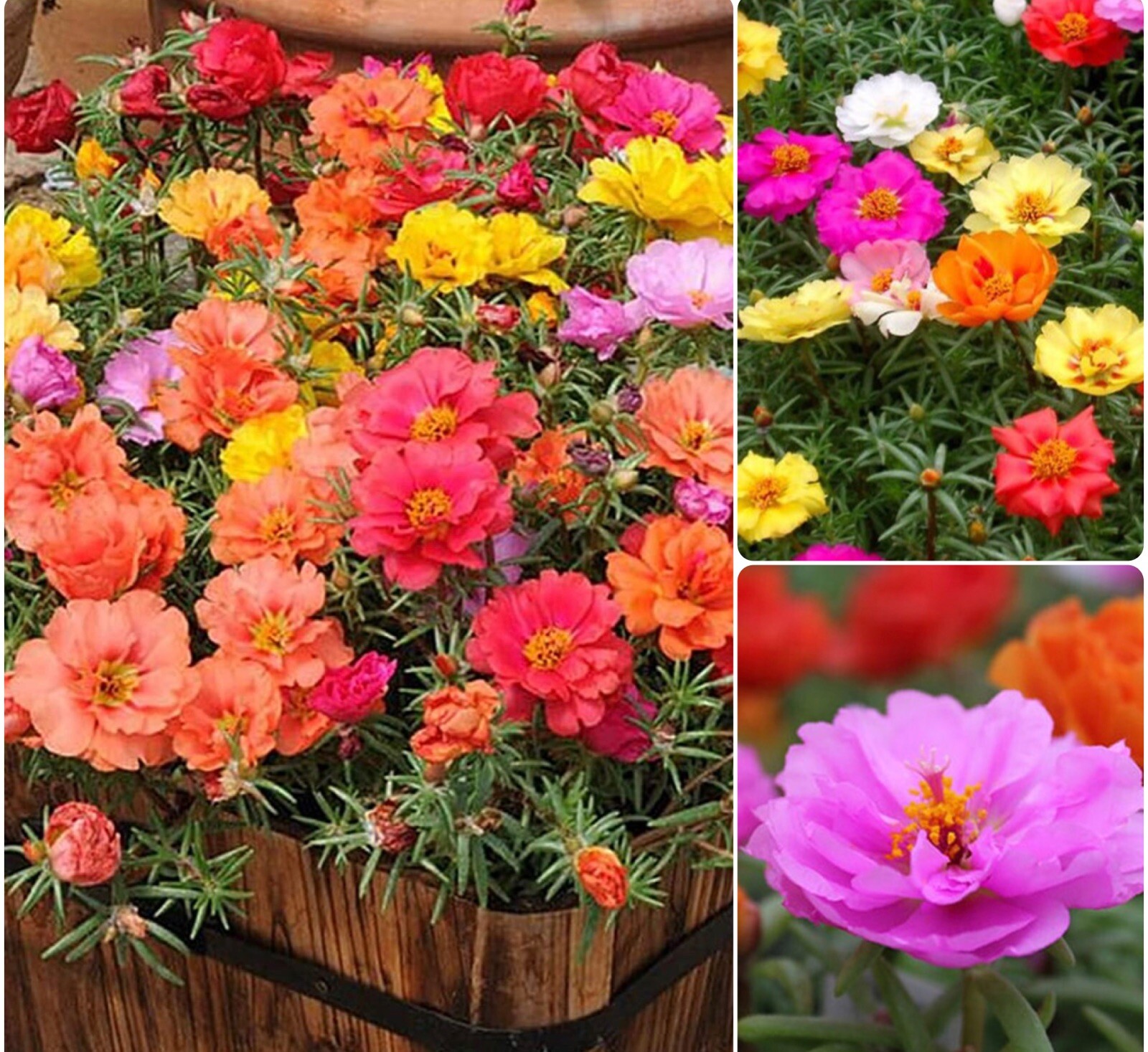 500+SEEDS Moss Rose Portulaca | Double Flowered Mix