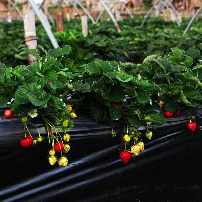 Jewel Grown Strawberry Plants (Pack of 10 Bare Roots) – ONE of OUR TOP Sellers
