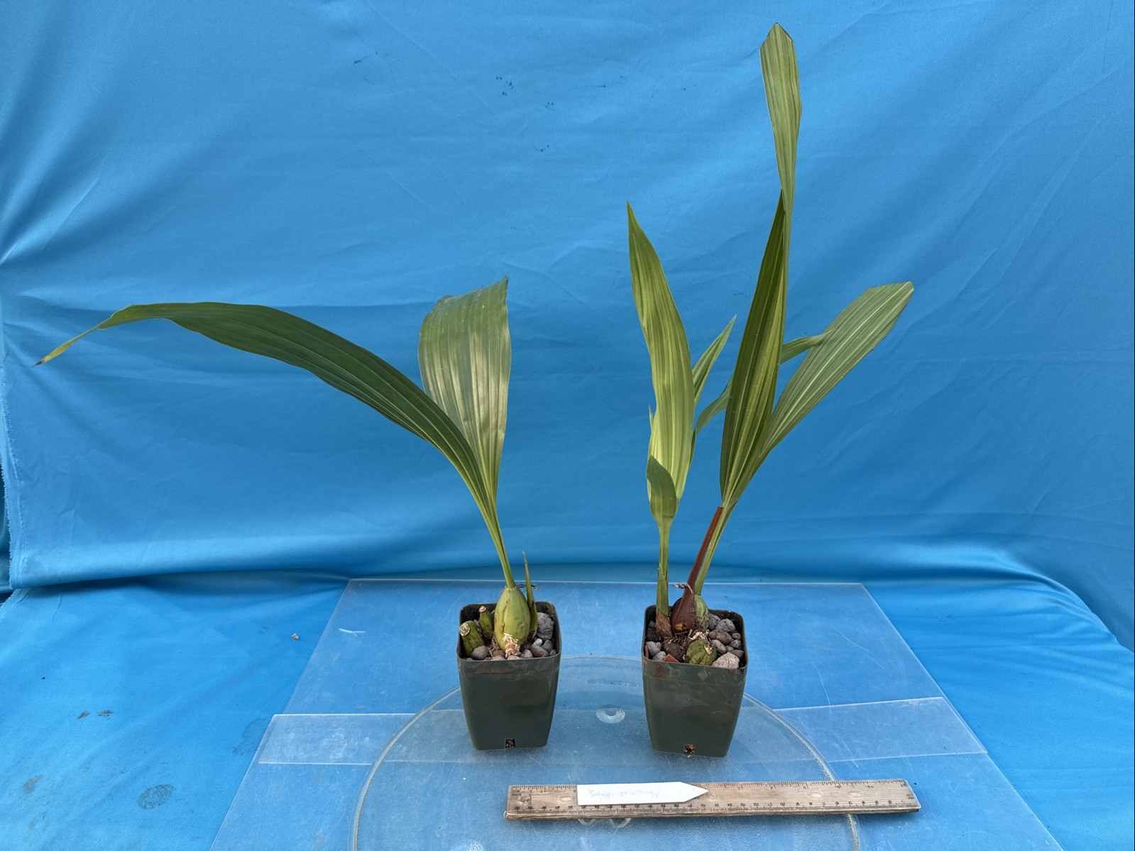 Sudamerlycaste priscilae BS Green Orange Orchid Species Tall Flowers 4” Pot
