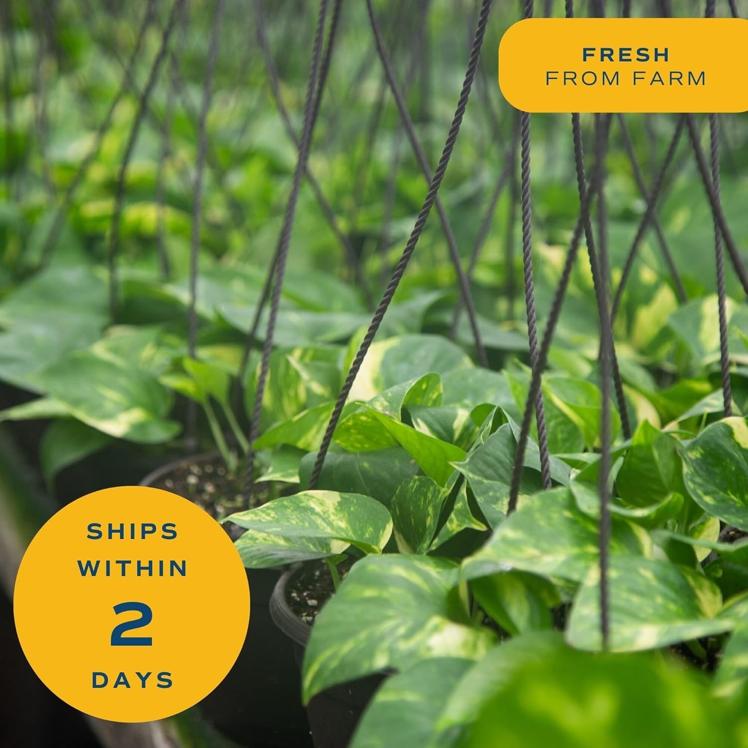 Live Pothos Plants in Decorative Pots Indoor Air Purifying Low Maintenance