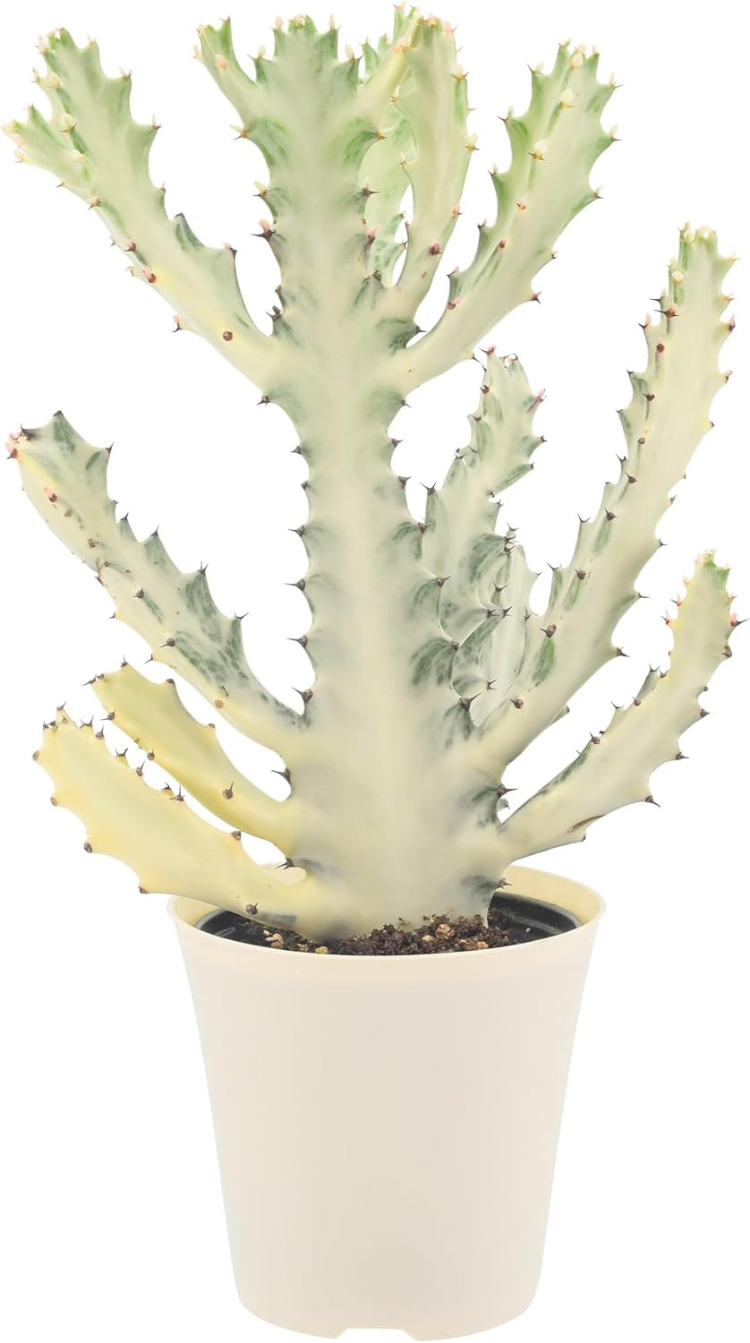 Live White Ghost Cactus Variegated Dragon Bone Indoor Houseplant in Plastic Pot,
