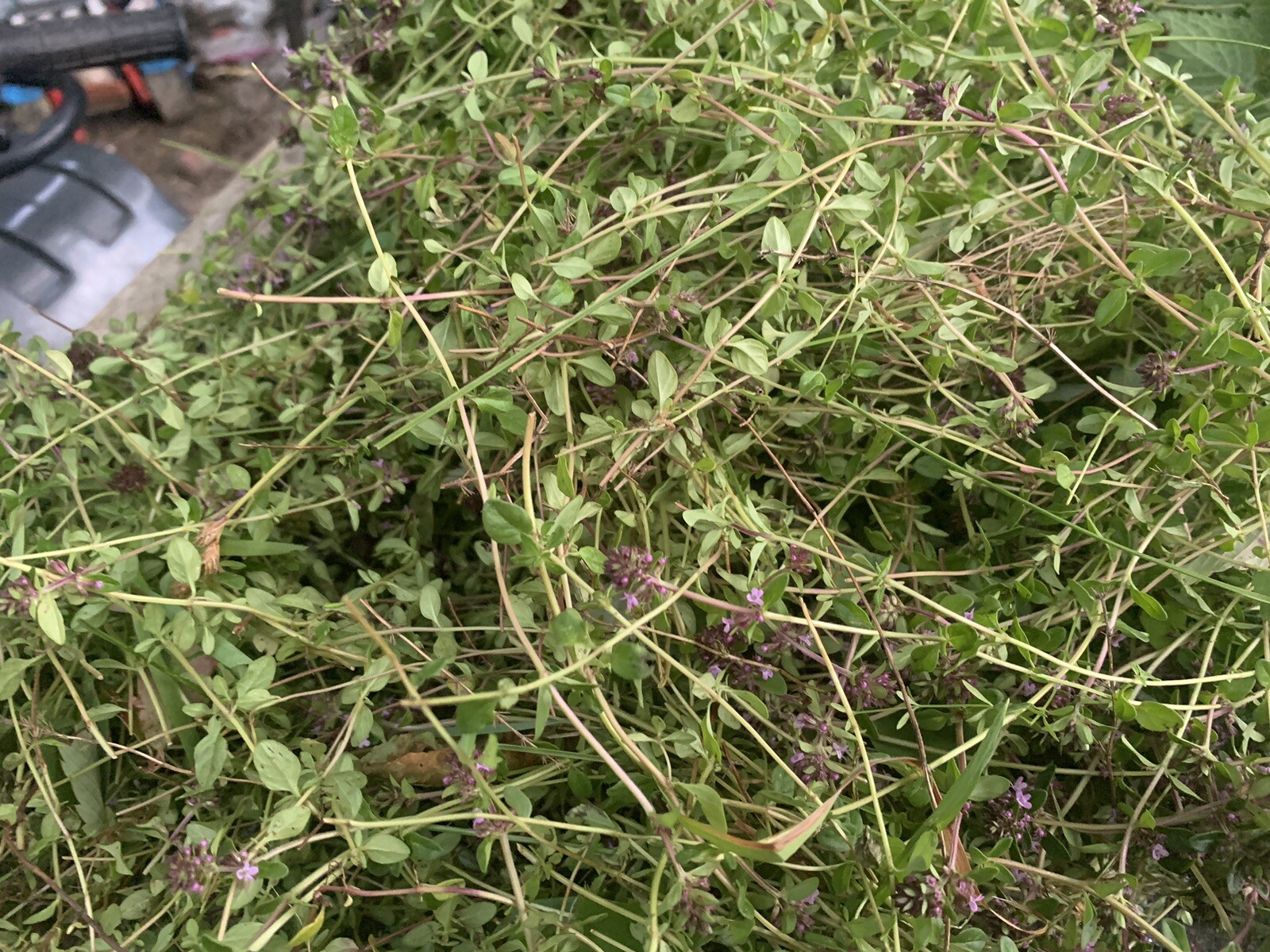 1oz Common German Winter Thyme – Thymus vulgaris