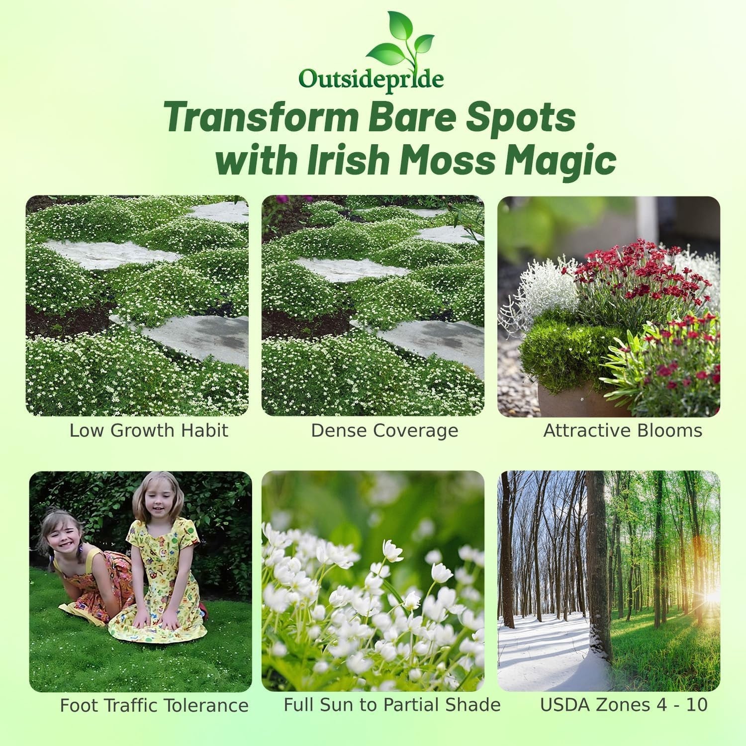 Irish Moss Ground Cover Seeds – 10000 Pcs Perennial Low Growing, Mat-Forming …