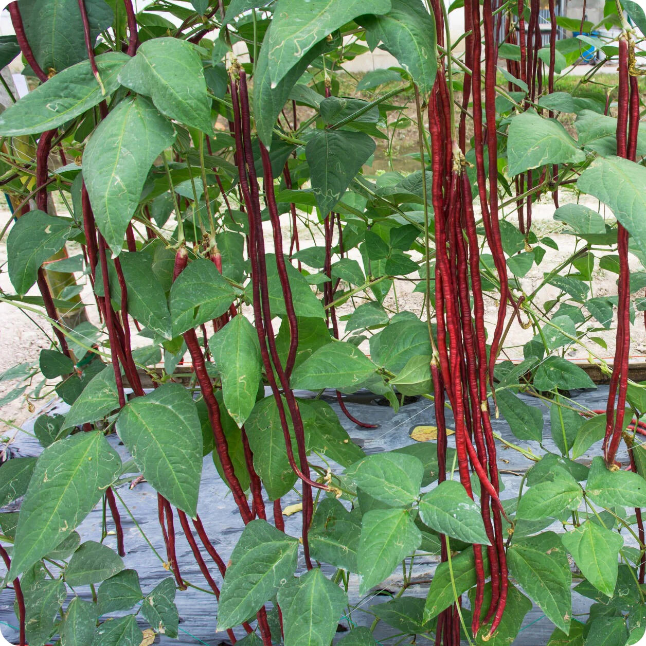 Red Yard Long Bean Seeds, NON-GMO, Chinese Red Noodle, Extra Long, FREE SHIPPING