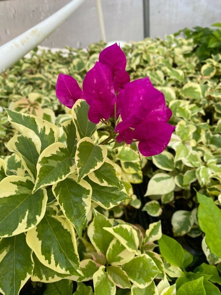 **VERA VARIEGATA PURPLE** Bougainvillea**Small Well Rooted Starter Plant*