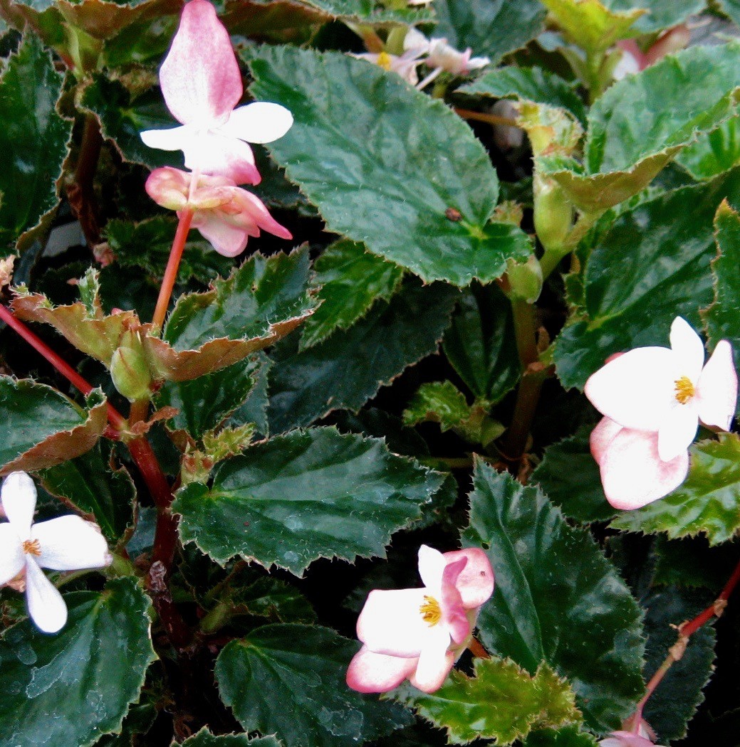 Angel Wing Begonia Richmondensis Pink Rooted Starter Plant BUY 2 GET 1 FREE
