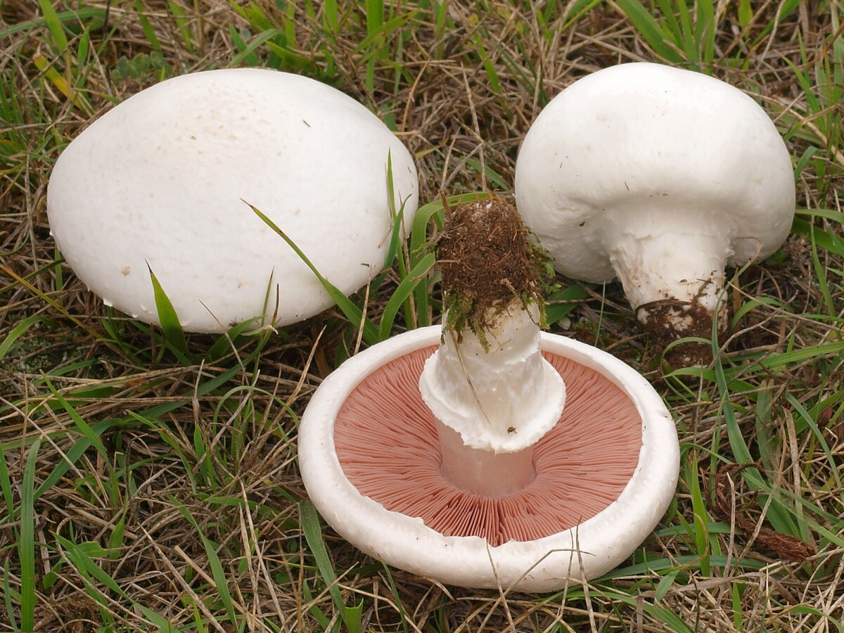 Seeds Mushroom Champignon GIANT Mycelium Spawn Dried Spores Organic Ukraine