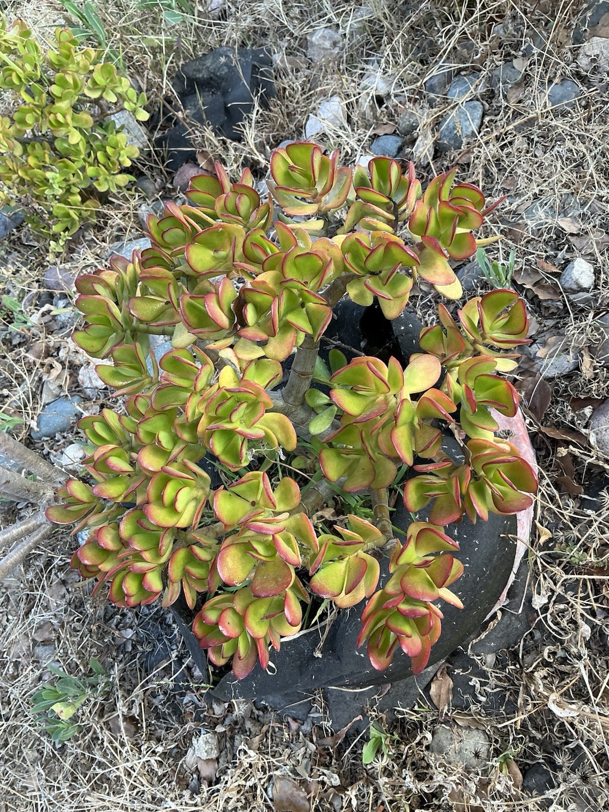 healthy jade plant with roots, Around 13” tall, rooted