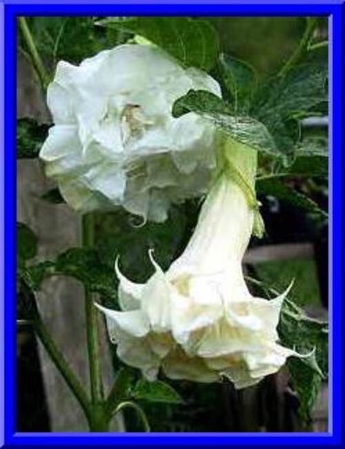 Custom Devil Trumpet Mix -Trumpet Bush Seeds -Datura MANY COLORS