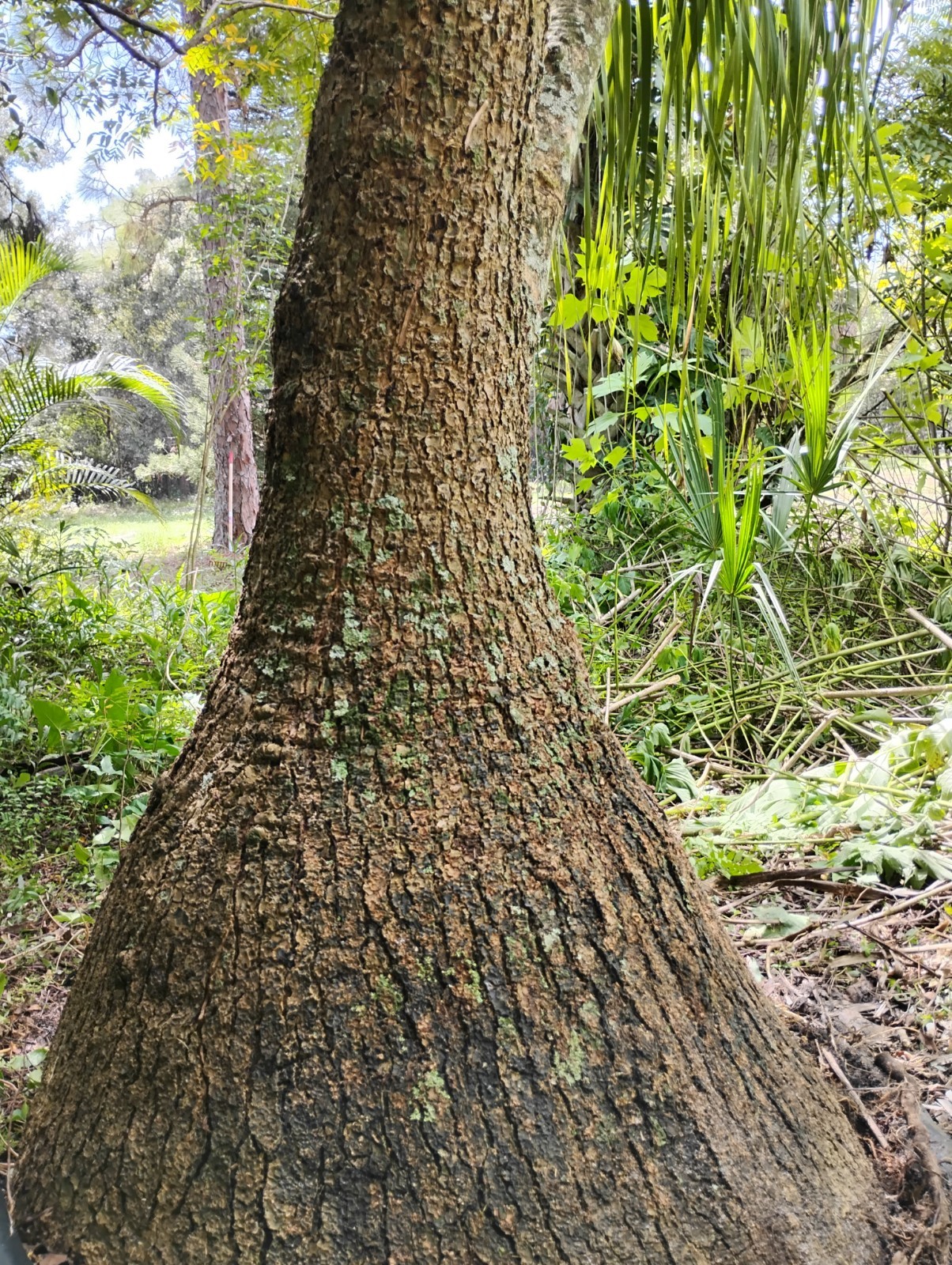 “Rare” Beautful Ponytail Palm 30 Year Old Tree