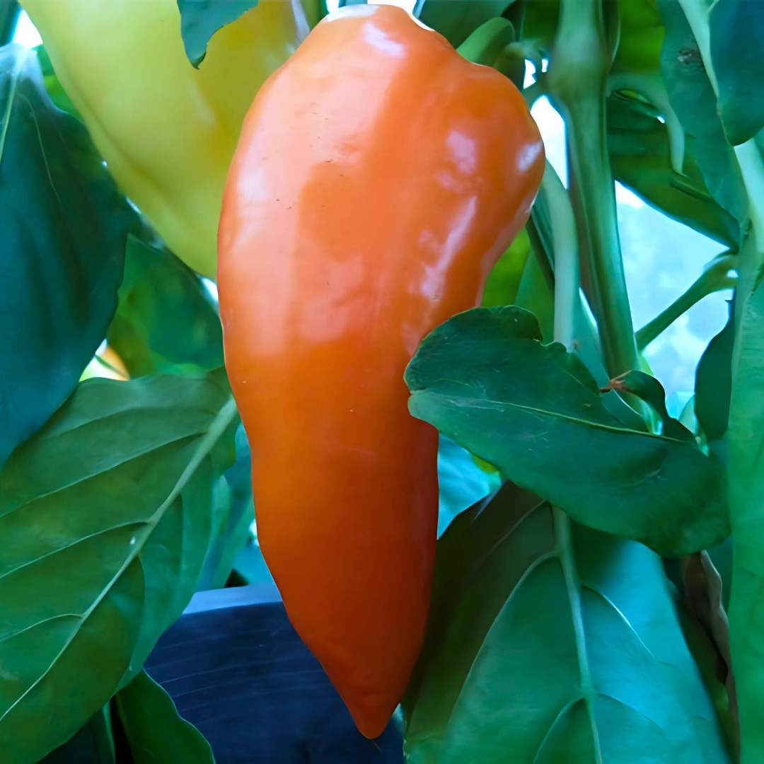 Fresh Paprika Pepper Seeds | Organic | Heirloom Non-GMO | Vegetable Seeds