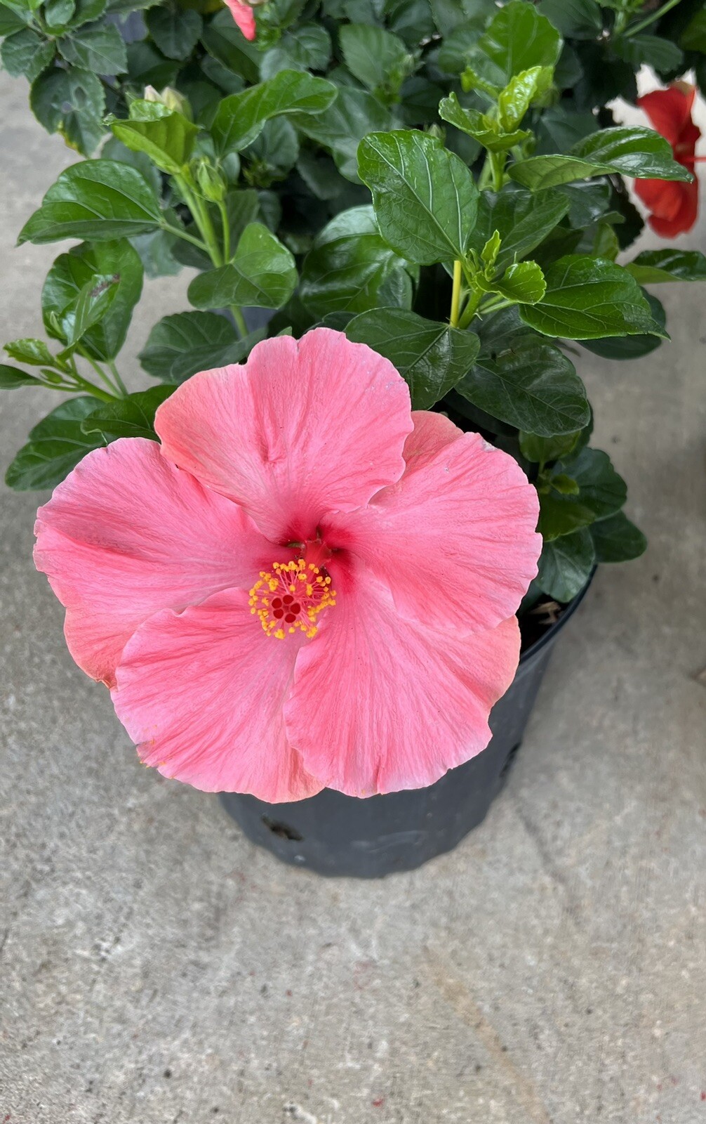 Hibiscus – First Lady