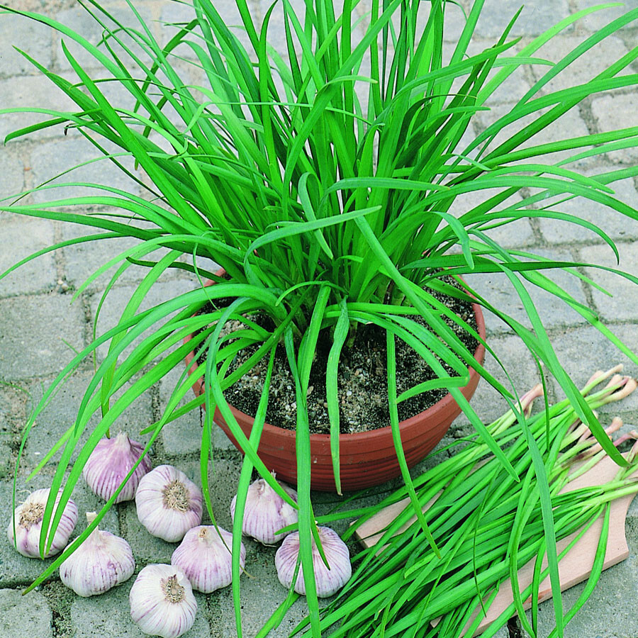 GARLIC CHIVE 250 SEEDS NON-GMO FRESH FOR GARDENS