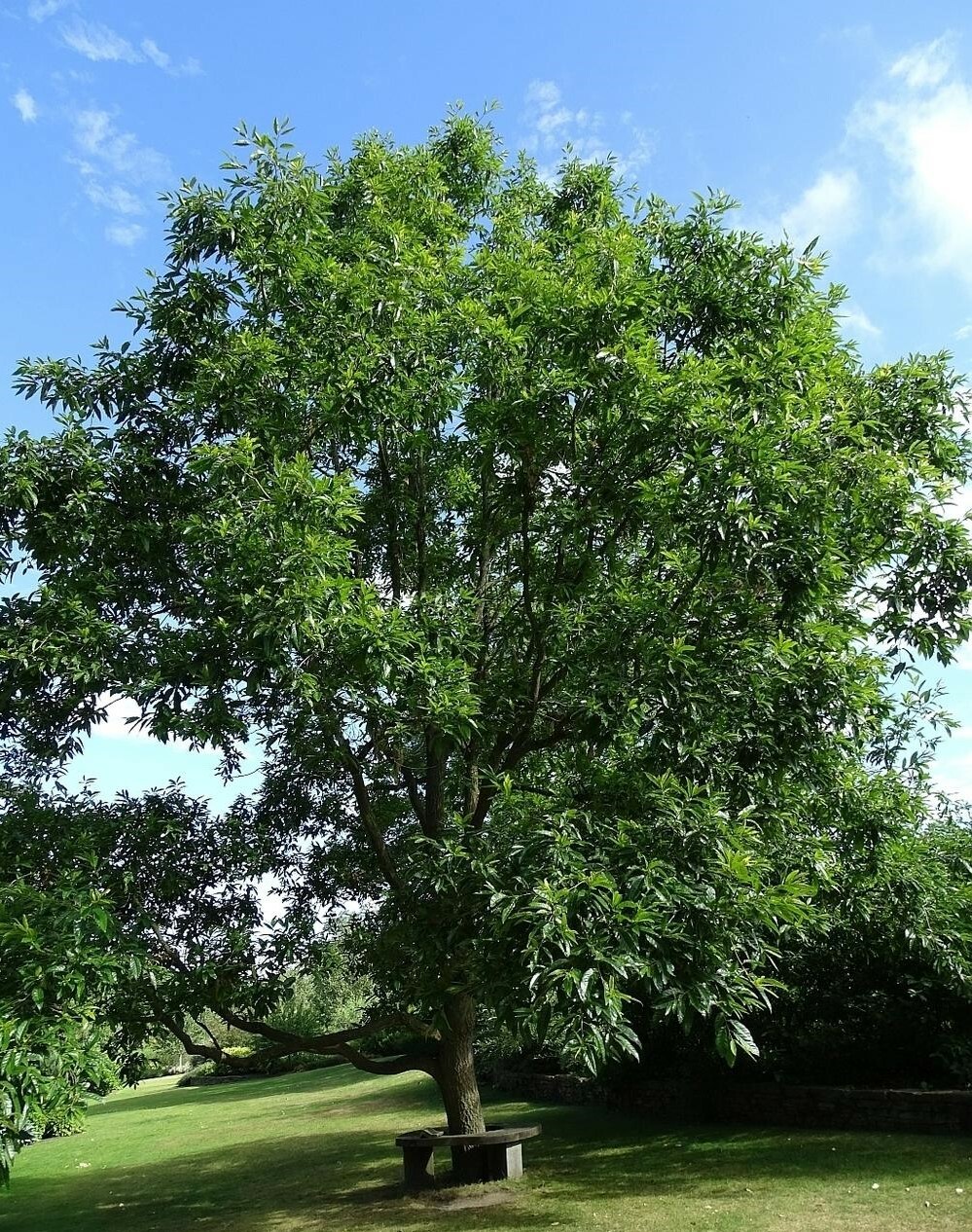 SAWTOOTH OAK (25) TREES 13-18″ TALL (with free orange tree)